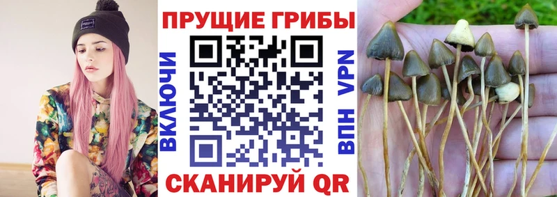 Псилоцибиновые грибы прущие грибы  Купить  Можга 